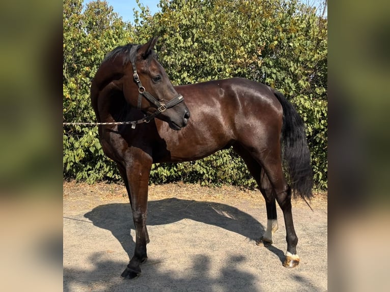 Oldenburg-International (OS) Gelding 5 years 17 hh Smoky-Black in Bischofsheim