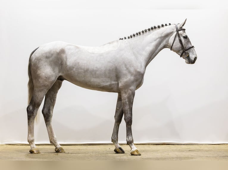Oldenburg-International (OS) Gelding 5 years 17,1 hh Grey in Waddinxveen