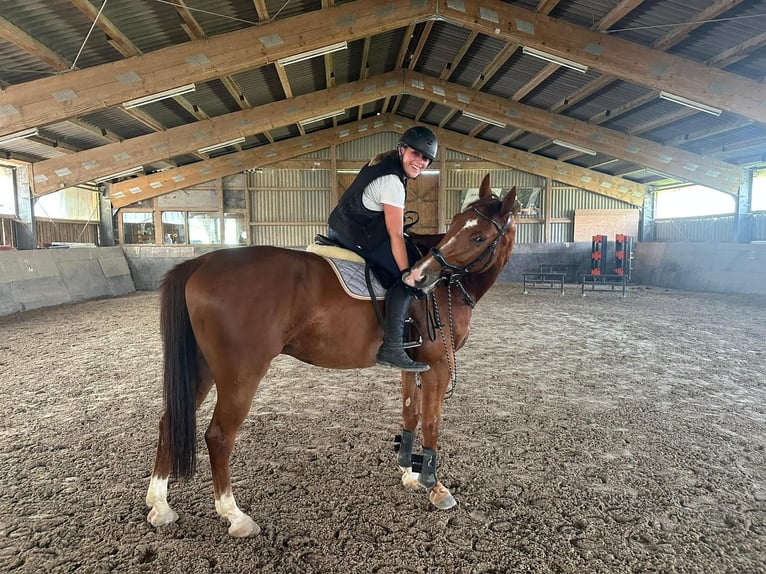 Oldenburg-International (OS) Gelding 5 years Chestnut-Red in Haiterbach