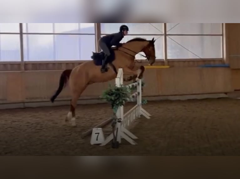 Oldenburg-International (OS) Gelding 5 years Chestnut-Red in Haiterbach