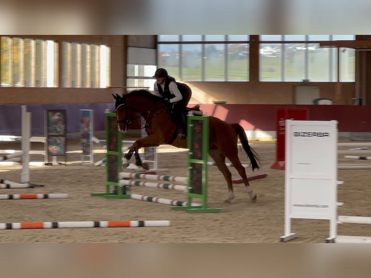 Oldenburg-International (OS) Gelding 5 years Chestnut-Red in Haiterbach