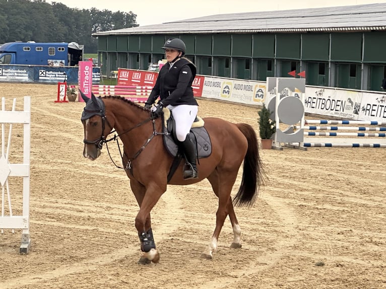 Oldenburg-International (OS) Gelding 5 years Chestnut-Red in Haiterbach