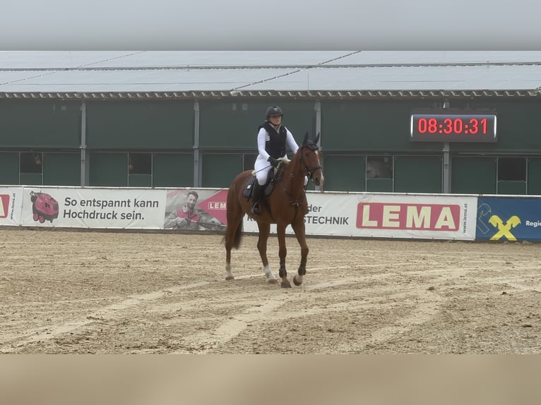Oldenburg-International (OS) Gelding 5 years Chestnut-Red in Haiterbach