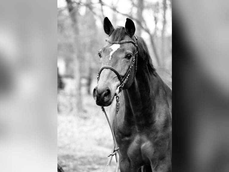Oldenburg-International (OS) Gelding 5 years in Osnabrück
