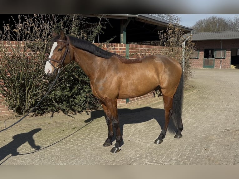 Oldenburg-International (OS) Gelding 6 years 15,3 hh Brown in Nettetal