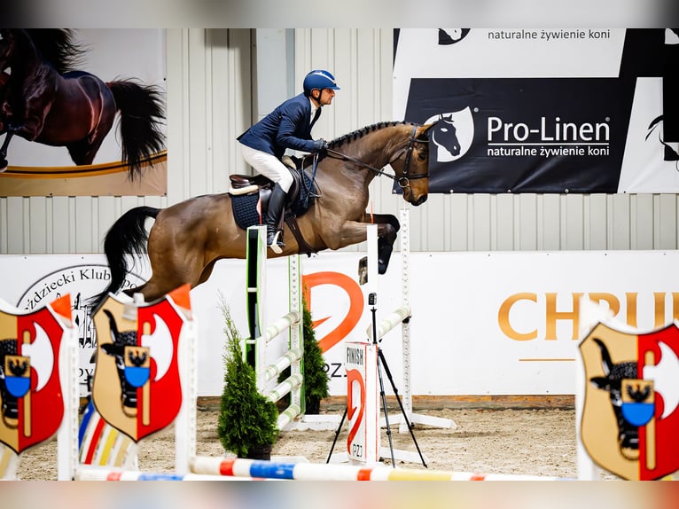 Oldenburg-International (OS) Gelding 6 years 16.1 hh Brown in Buk