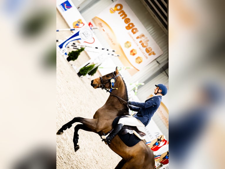 Oldenburg-International (OS) Gelding 6 years 16.1 hh Brown in Buk