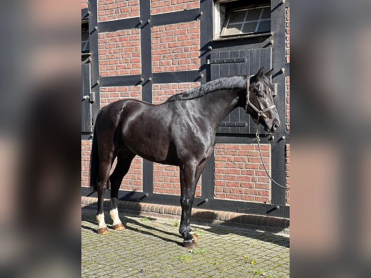 Oldenburg-International (OS) Gelding 6 years 16.2 hh Black in Lohne (Oldenburg)