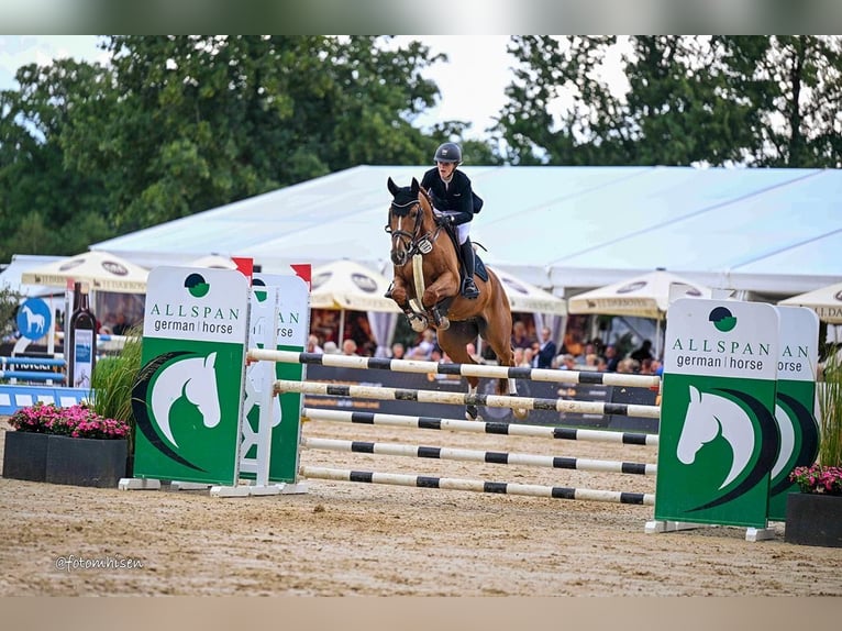 Oldenburg-International (OS) Gelding 6 years 16.2 hh Chestnut-Red in Hasbergen