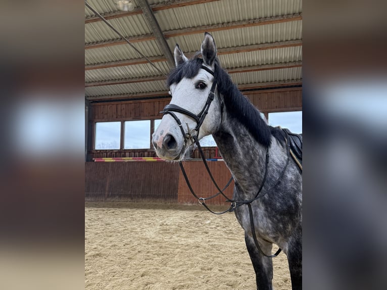 Oldenburg-International (OS) Gelding 6 years 16.2 hh Grey-Dapple in Peiting