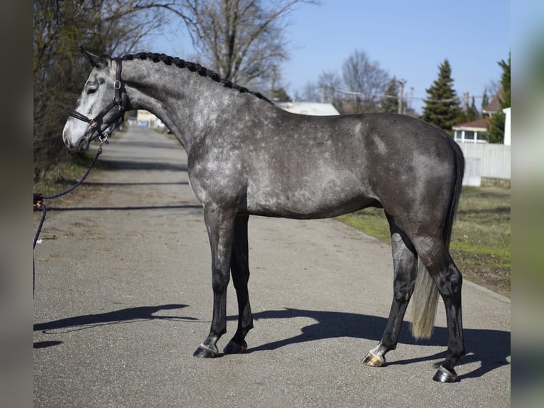 Oldenburg-International (OS) Gelding 6 years 16.2 hh Grey-Dark-Tan in Lajosmizse