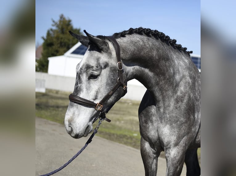 Oldenburg-International (OS) Gelding 6 years 16.2 hh Grey-Dark-Tan in Lajosmizse