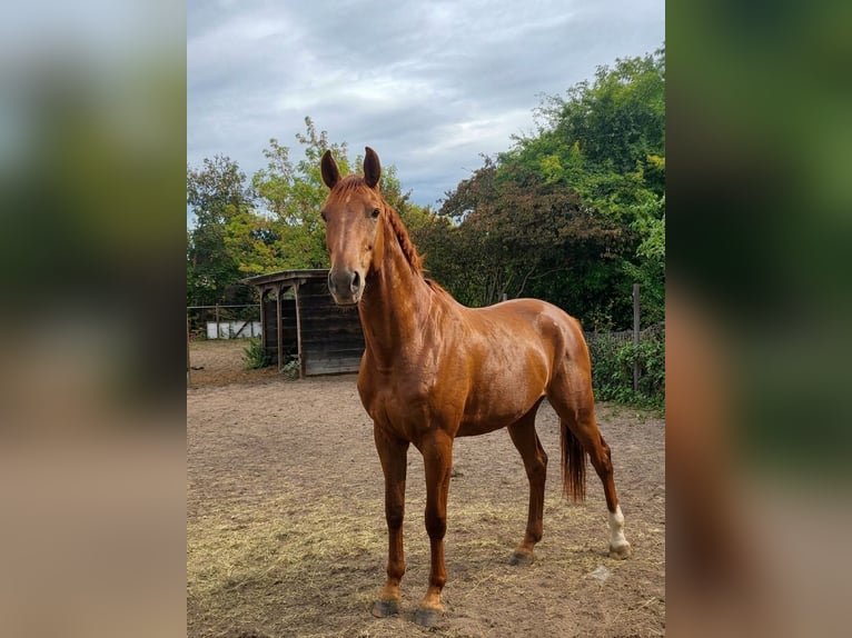 Oldenburg-International (OS) Gelding 6 years 16.3 hh Chestnut-Red in Mannheim