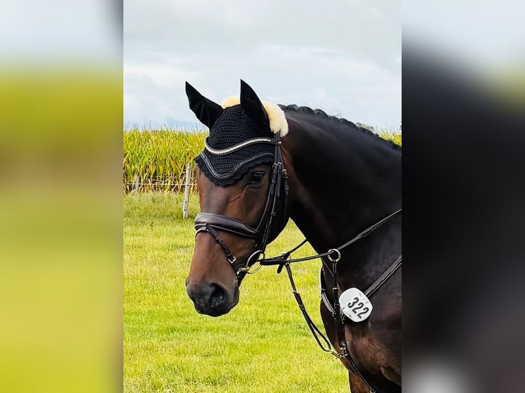 Oldenburg-International (OS) Gelding 6 years 16 hh Bay-Dark in Schleswig