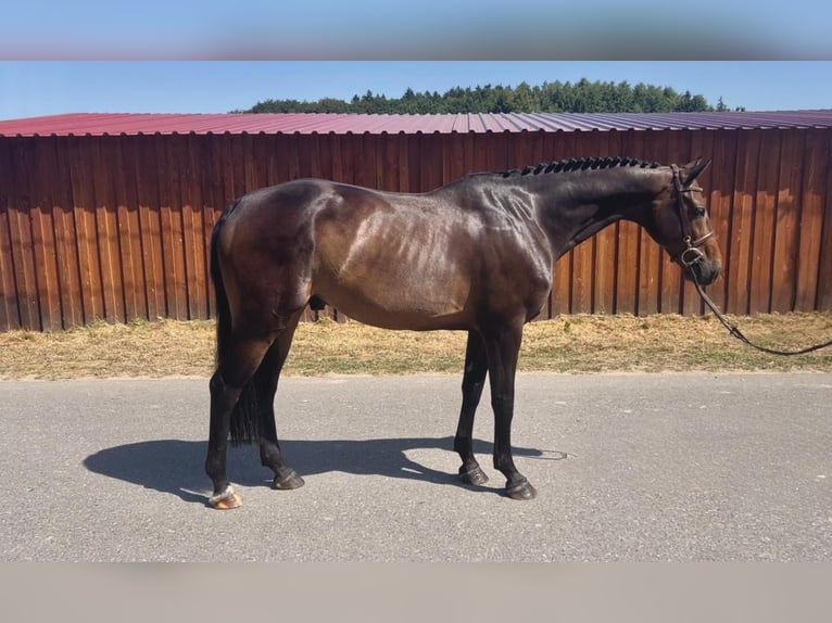 Oldenburg-International (OS), Gelding, 6 years, 16 hh, Bay-Dark