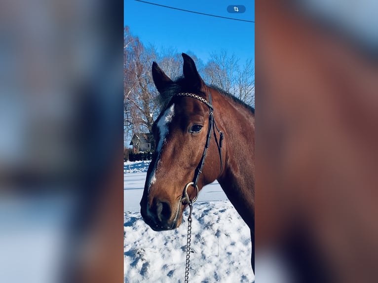 Oldenburg-International (OS) Gelding 6 years 16 hh Brown in Altusried