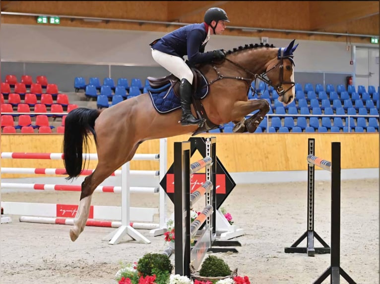 Oldenburg-International (OS) Gelding 6 years 16 hh Brown in Spahnharrenst&#xE4;tte