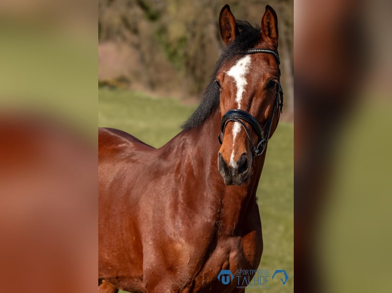 Oldenburg-International (OS) Gelding 6 years 16 hh Brown in Korntal-Münchingen