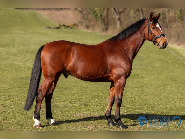 Oldenburg-International (OS) Gelding 6 years 16 hh Brown in Korntal-Münchingen