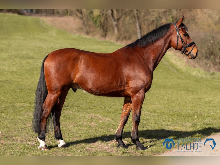 Oldenburg-International (OS) Gelding 6 years 16 hh Brown in Korntal-Münchingen