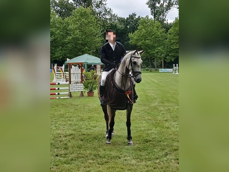 Oldenburg-International (OS) Gelding 6 years 16 hh Grey in Danndorf