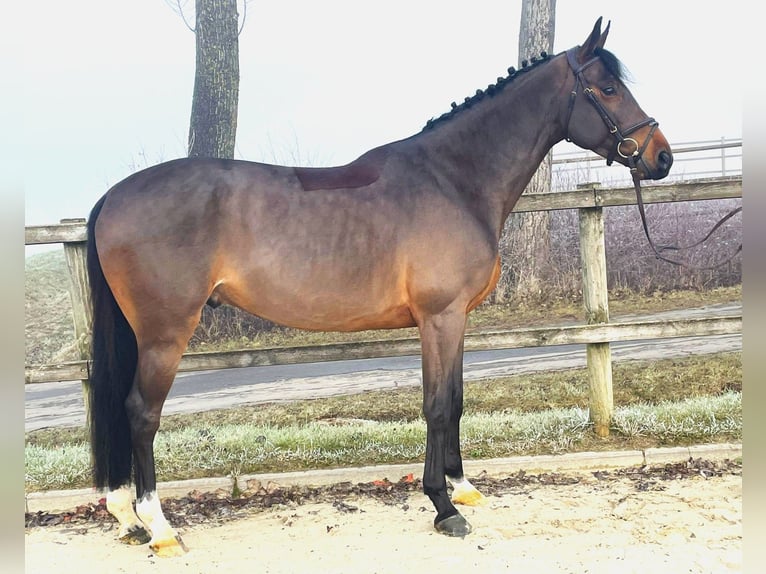 Oldenburg-International (OS) Gelding 6 years 16,1 hh Bay-Dark in Bad Dürrheim