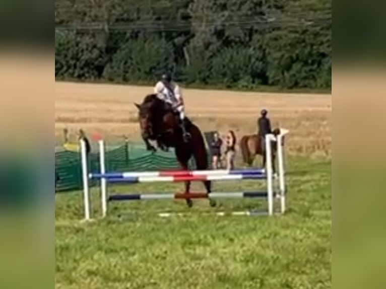 Oldenburg-International (OS) Gelding 6 years 16,1 hh Brown in Welbsleben