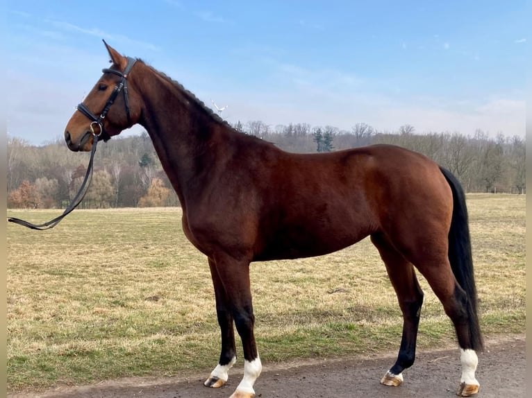 Oldenburg-International (OS) Gelding 6 years 16,1 hh Brown in Welbsleben