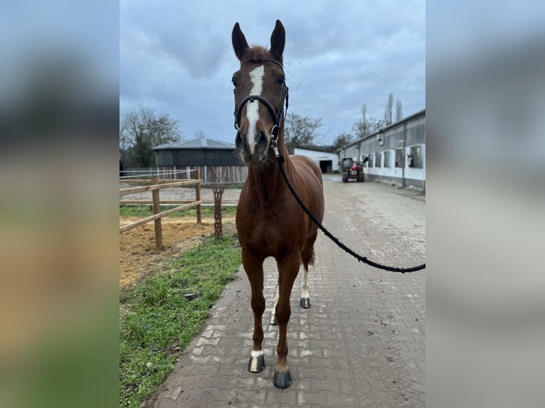 Oldenburg-International (OS) Gelding 6 years 16,1 hh Chestnut-Red in Bad Kreuznach