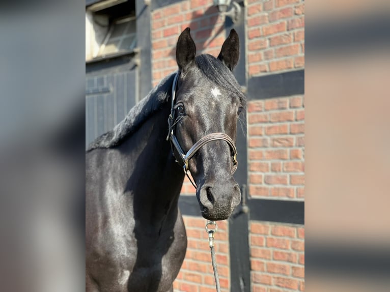Oldenburg-International (OS) Gelding 6 years 16,2 hh Black in Lohne (Oldenburg)