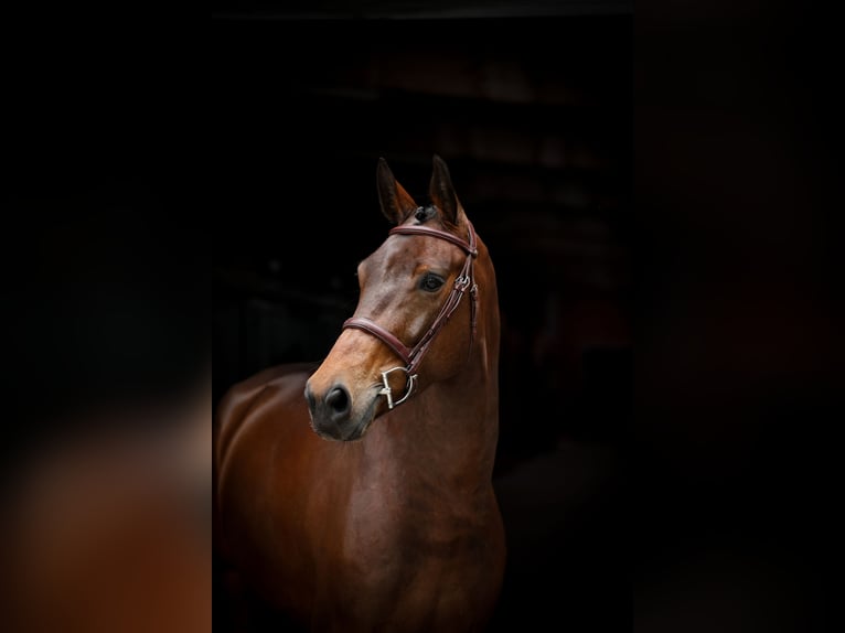 Oldenburg-International (OS) Gelding 6 years 16,2 hh Brown in Lastrup