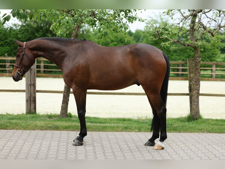 Oldenburg-International (OS) Gelding 6 years 16,2 hh Brown in Lastrup