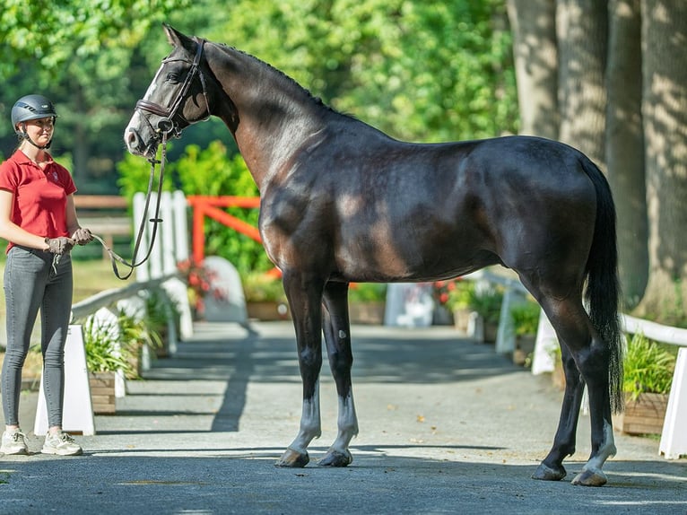Oldenburg-International (OS) Gelding 6 years 16,3 hh Black in M&#xFC;nster