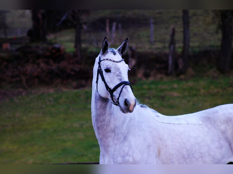 Oldenburg-International (OS) Gelding 6 years 16,3 hh Grey in Modautal