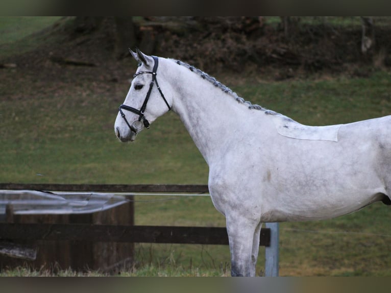 Oldenburg-International (OS) Gelding 6 years 16,3 hh Grey in Modautal