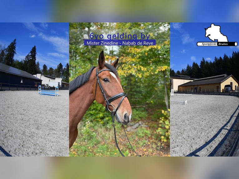 Oldenburg-International (OS) Gelding 6 years 17 hh Brown in Gadow