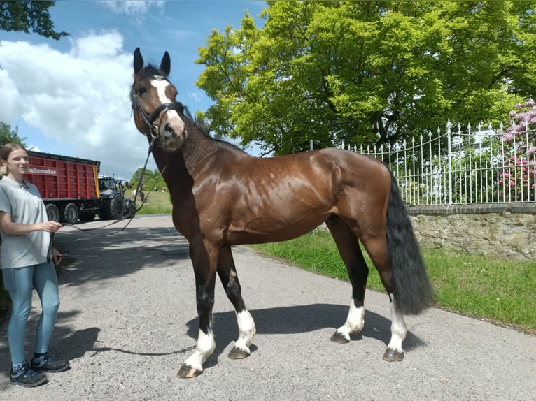 Oldenburg-International (OS) Gelding 6 years 17 hh Brown in Mügeln