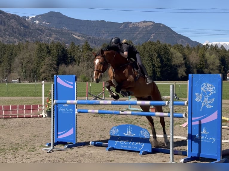 Oldenburg-International (OS) Gelding 6 years 17 hh Brown in Schlins