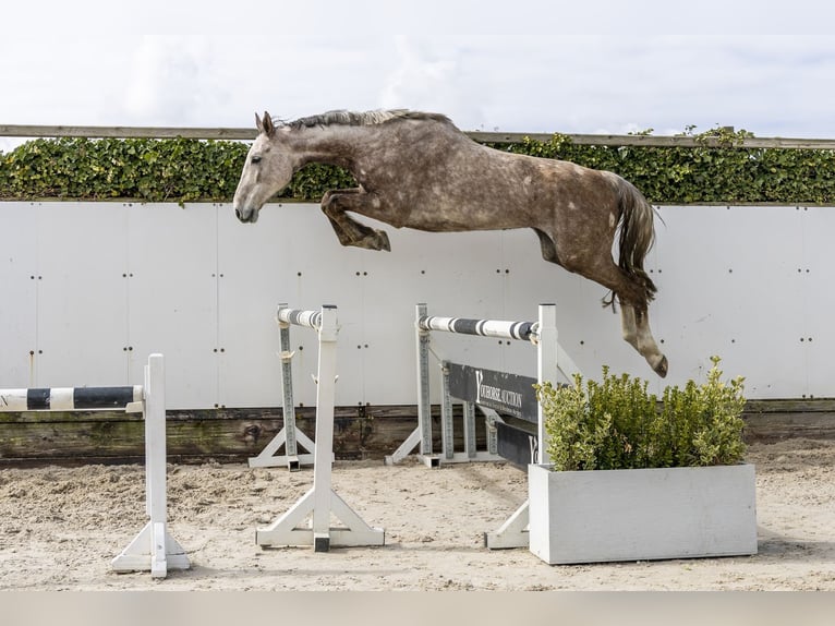 Oldenburg-International (OS) Gelding 6 years 17,1 hh Grey in Waddinxveen