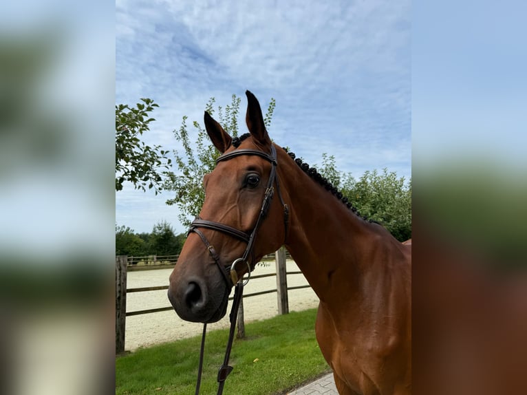 Oldenburg-International (OS) Gelding 6 years Brown in Visbek