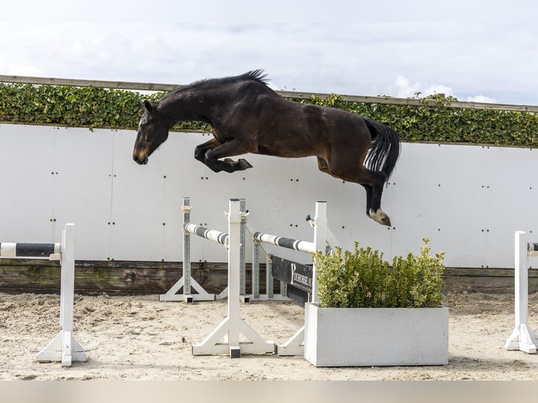 Oldenburg-International (OS) Gelding 6 years Brown in Waddinxveen