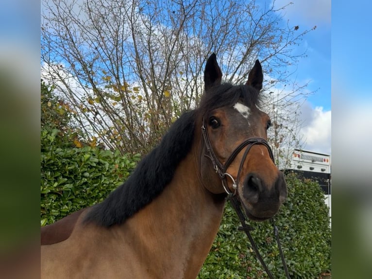 Oldenburg-International (OS) Gelding 7 years 16.1 hh Brown in Bocholtz