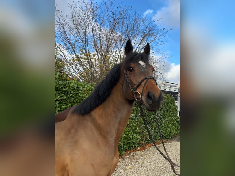 Oldenburg-International (OS) Gelding 7 years 16.1 hh Brown in Bocholtz