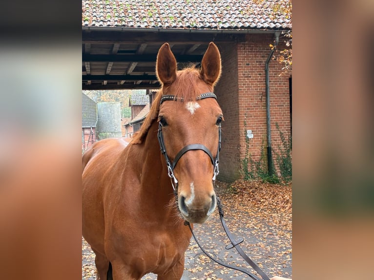 Oldenburg-International (OS) Gelding 7 years 16.1 hh Chestnut-Red in Lachendorf