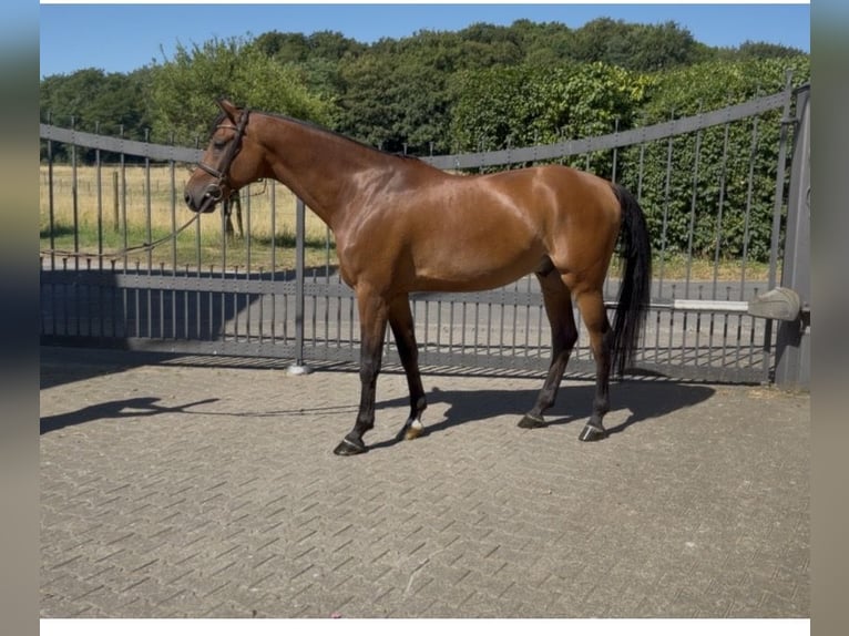Oldenburg-International (OS) Gelding 7 years 16.2 hh Brown in Bergisch Gladbach
