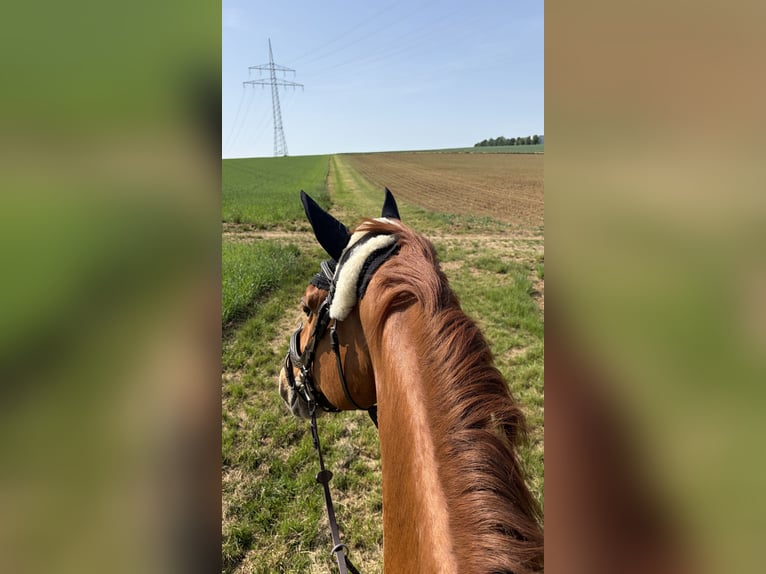 Oldenburg-International (OS) Gelding 7 years 16.2 hh Chestnut-Red in Lauffen am Neckar