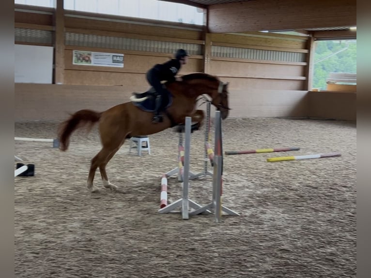 Oldenburg-International (OS) Gelding 7 years 16.2 hh Chestnut-Red in Lauffen am Neckar