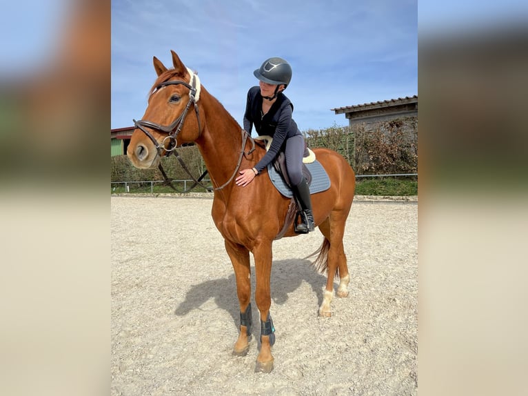 Oldenburg-International (OS) Gelding 7 years 16.2 hh Chestnut-Red in Lauffen am Neckar