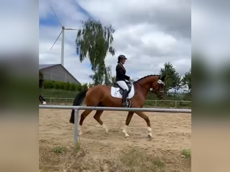 Oldenburg-International (OS) Gelding 7 years 16.3 hh Brown in Schwalmtal