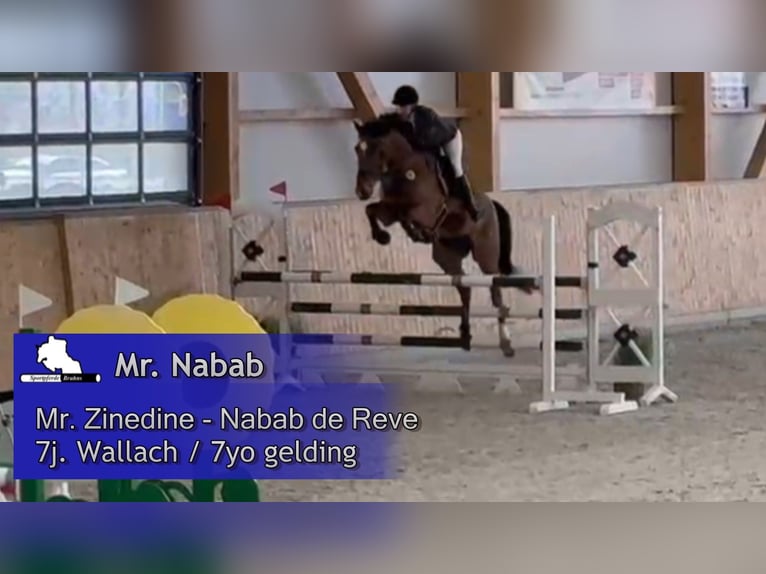 Oldenburg-International (OS) Gelding 7 years 16.3 hh Brown in Gadow